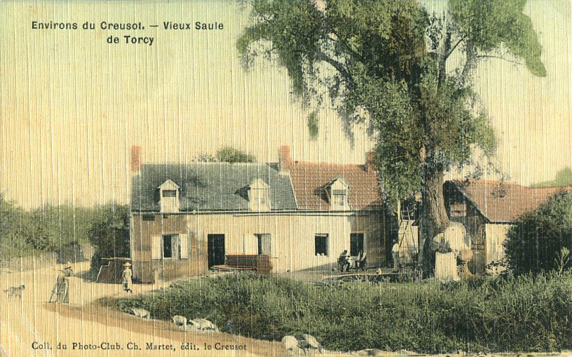 Le "Vieux saule"