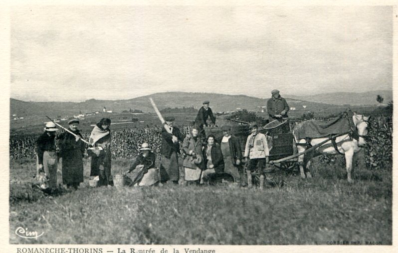 Rentrée de la vendange