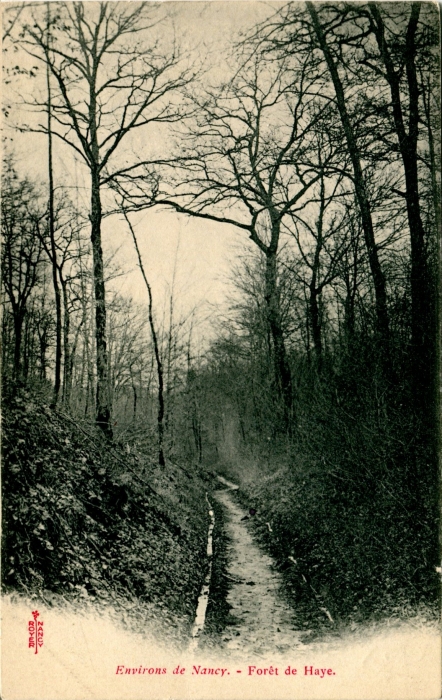 305-Forêt de Haye