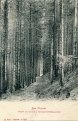Forêt de sapins