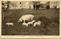 Les cochons roses