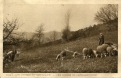 Les brebis de la Grand-Mère