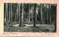Sous-bois du Palon
