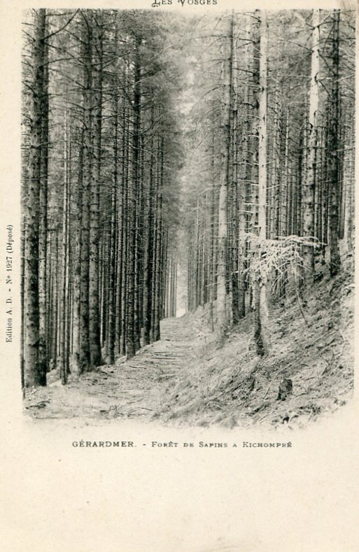 Forêt de sapins