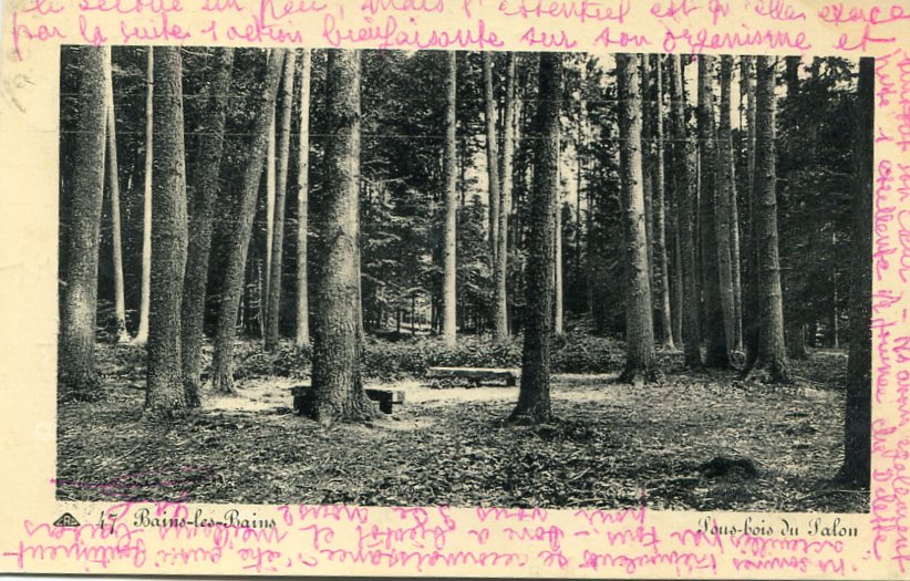 Sous-bois du Palon