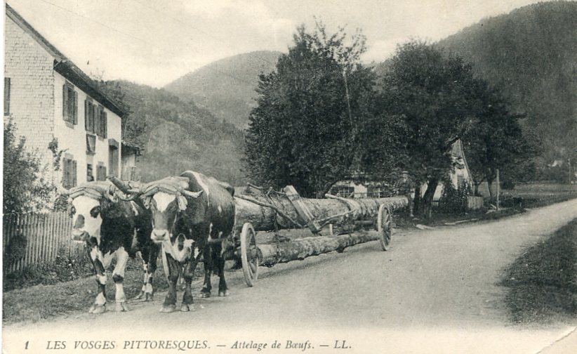 Attelage de bœufs